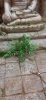 RT-Diorama 35618 Fern No.1 1/35